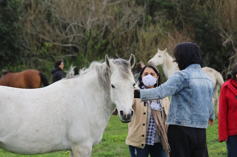 Caballos para terapia